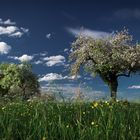 Streuobstwiese im Frühling