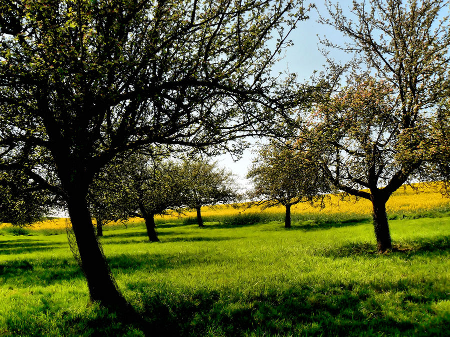 Streuobstwiese im Frühling