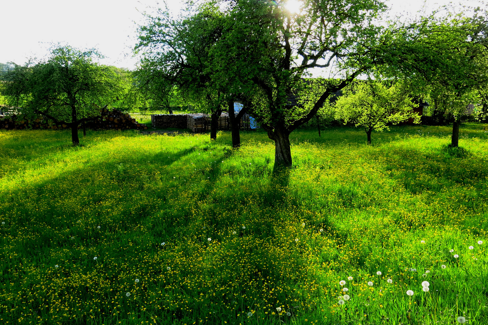 Streuobstwiese im Frühling