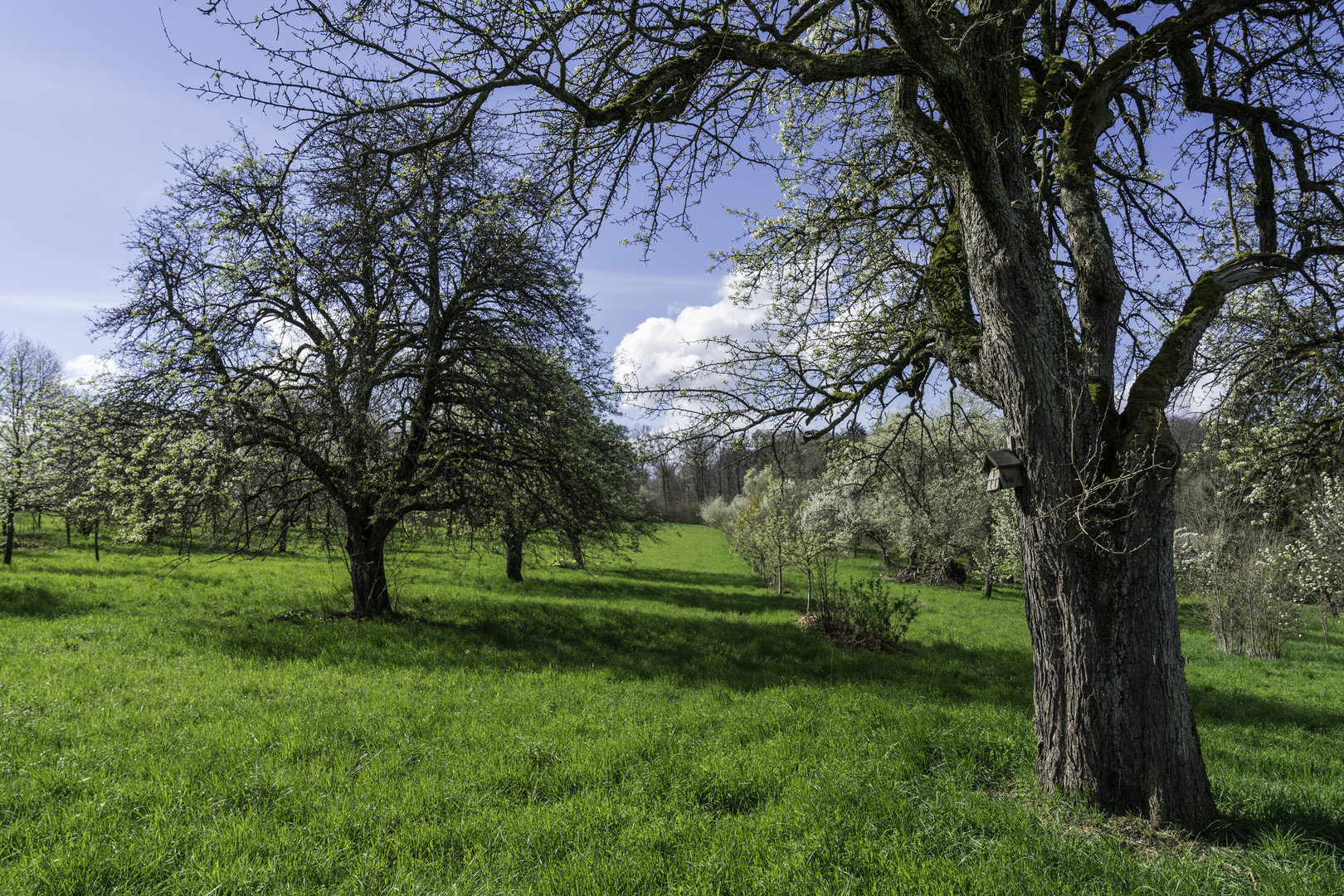 Streuobstwiese im Frühling