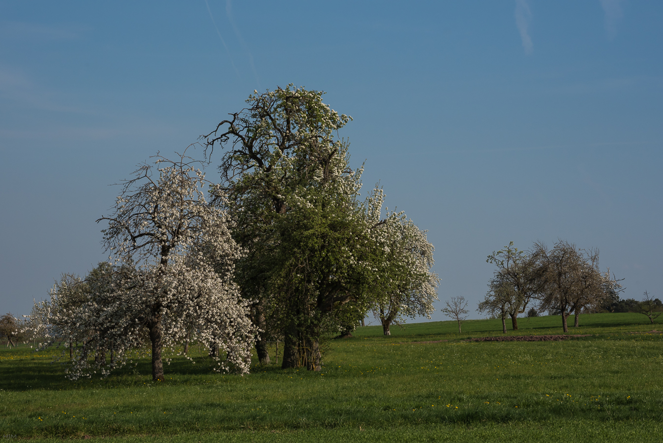 Streuobstwiese im Frühling