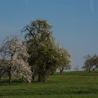 Streuobstwiese im Frühling