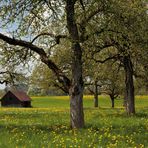 Streuobstwiese im Frühling