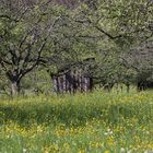 Streuobstwiese im Frühlingskleid