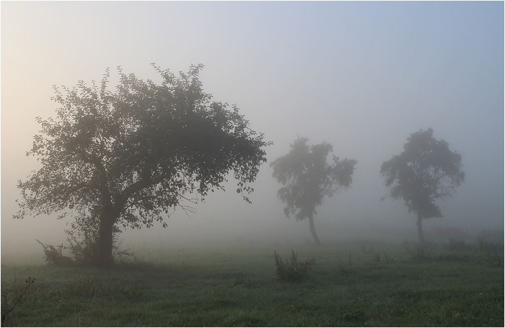 Streuobstwiese im Frühnebel