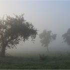 Streuobstwiese im Frühnebel