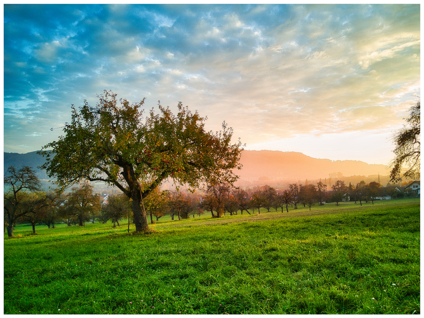 Streuobstwiese im Herbstlicht