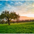 Streuobstwiese im Herbstlicht