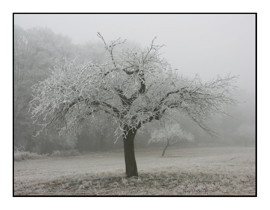 Streuobstwiese im kalten Nebel