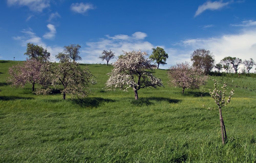 Streuobstwiese im Mai