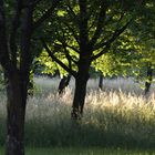 Streuobstwiese im Morgenlicht!