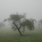 Streuobstwiese im Nebel