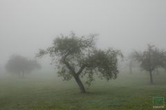 Streuobstwiese im Nebel