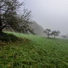 Streuobstwiese im Nebel