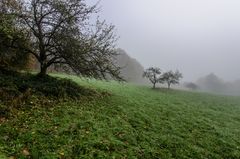 Streuobstwiese im Nebel