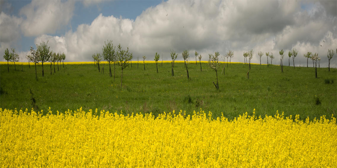 Streuobstwiese im Rapsfeld