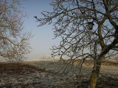 Streuobstwiese im Reif