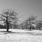 Streuobstwiese im Winter