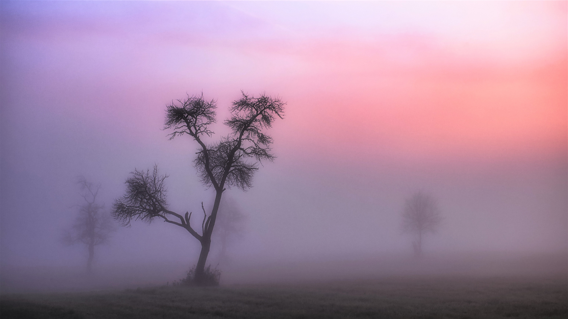 Streuobstwiese im Winter bei Sonnenaufgang