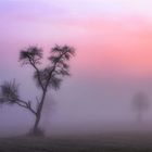 Streuobstwiese im Winter bei Sonnenaufgang