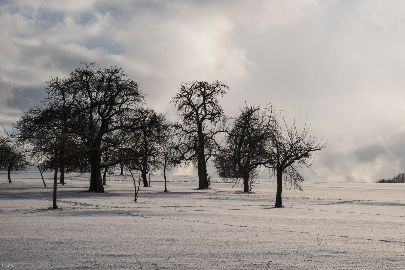 Streuobstwiese im Winter