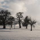 Streuobstwiese im Winter