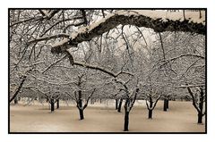 Streuobstwiese im Winter