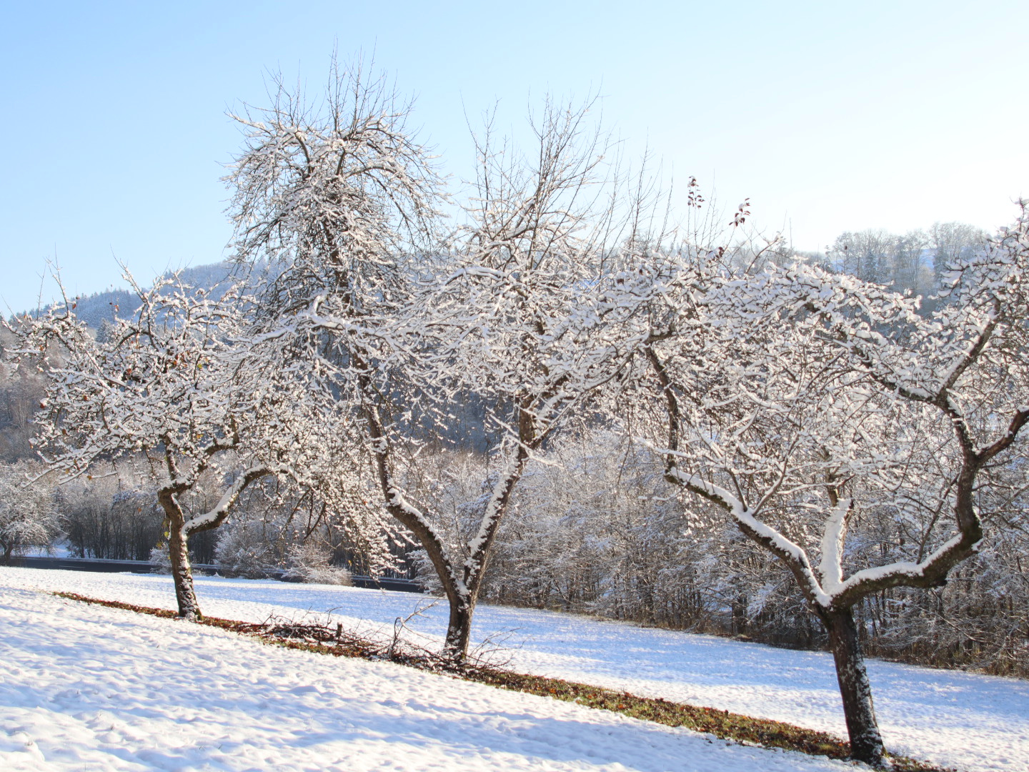 Streuobstwiese im Winter 