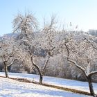 Streuobstwiese im Winter 