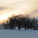 Streuobstwiese - Im Winter II