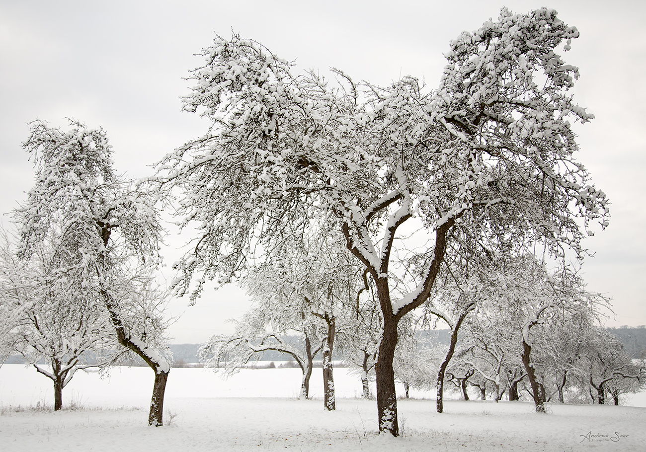 ... Streuobstwiese im Winterkleid ...