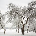 ... Streuobstwiese im Winterkleid ...