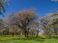 Streuobstwiese in Oberschwaben