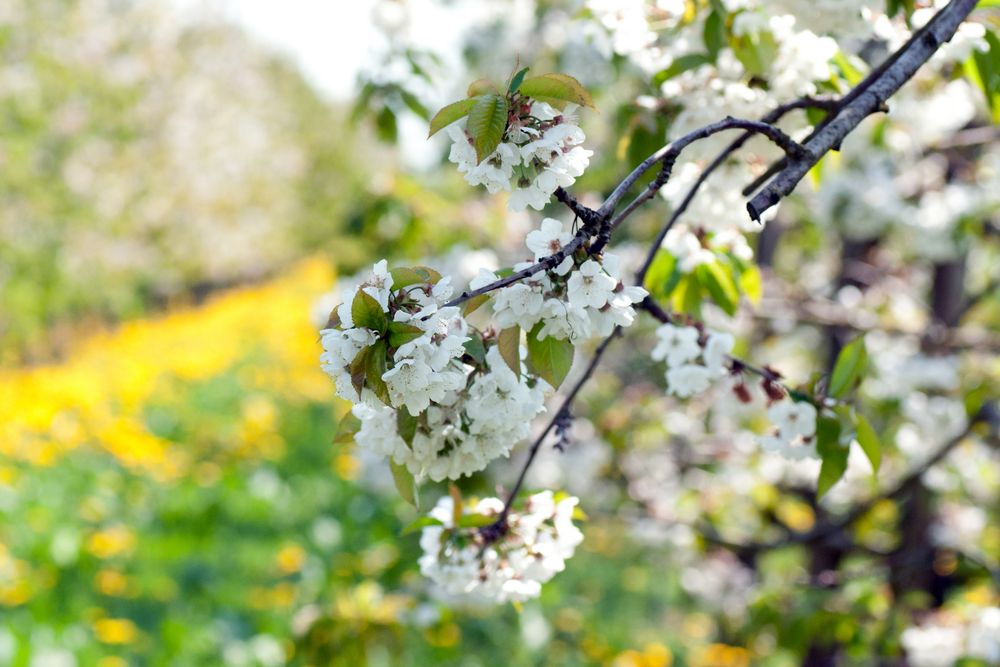 Streuobstwiese in voller Blütenpracht von Dennis Aldag 