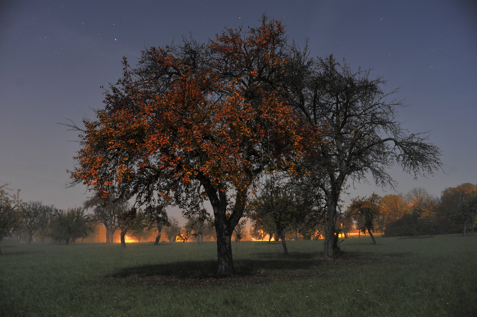 Streuobstwiese in Vollmondnacht