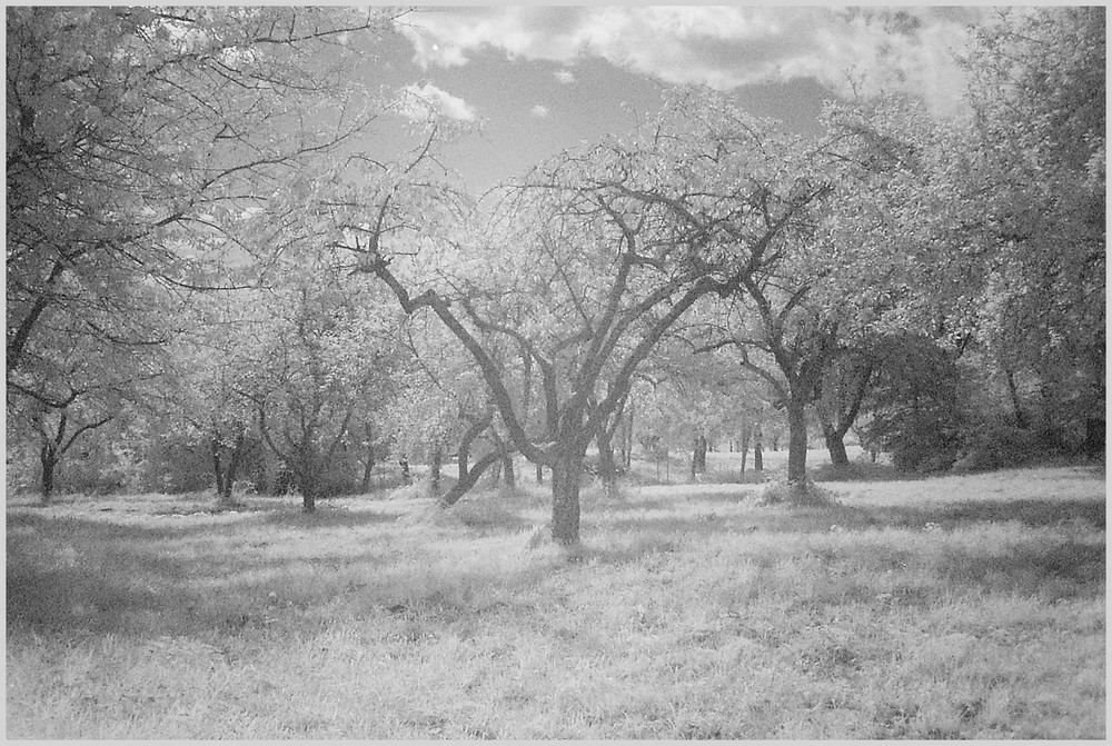 Streuobstwiese IR