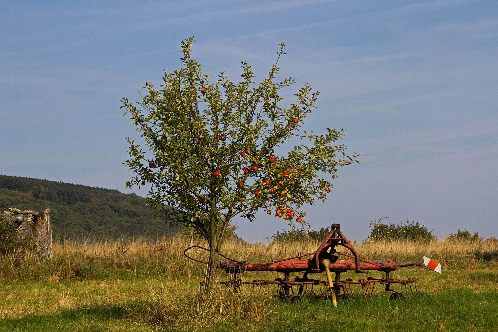 Streuobstwiese irgendwo am Rhein