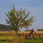 Streuobstwiese irgendwo am Rhein