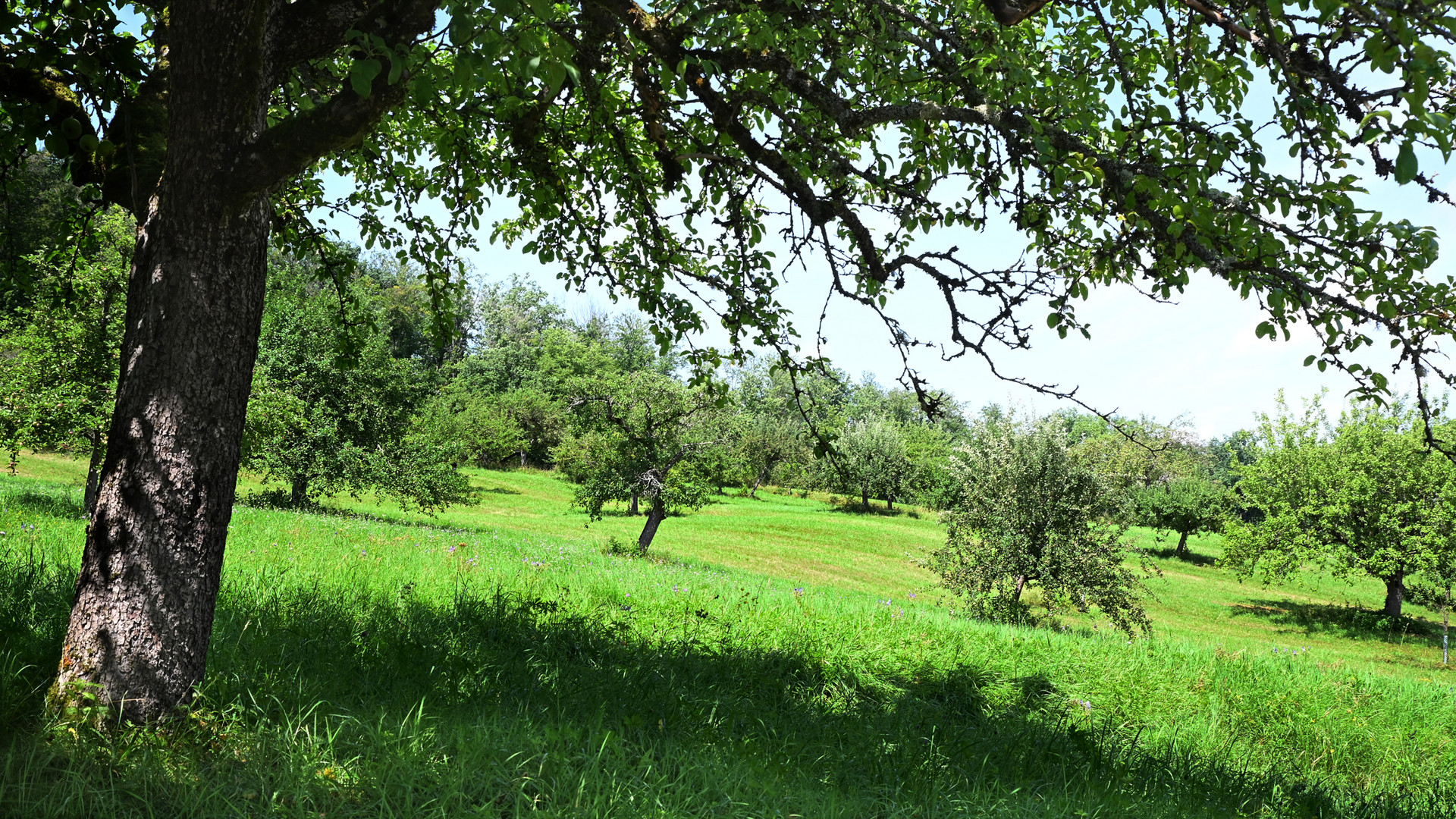 Streuobstwiese - le pré-verger