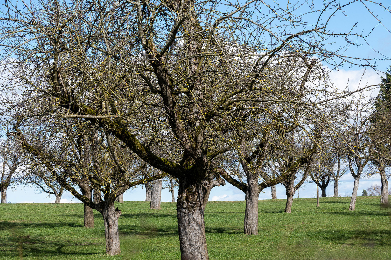 Streuobstwiese - le pré-verger