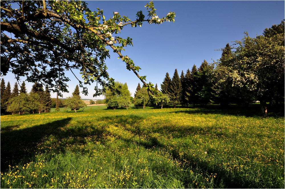 Streuobstwiese mit Butterblumen.............