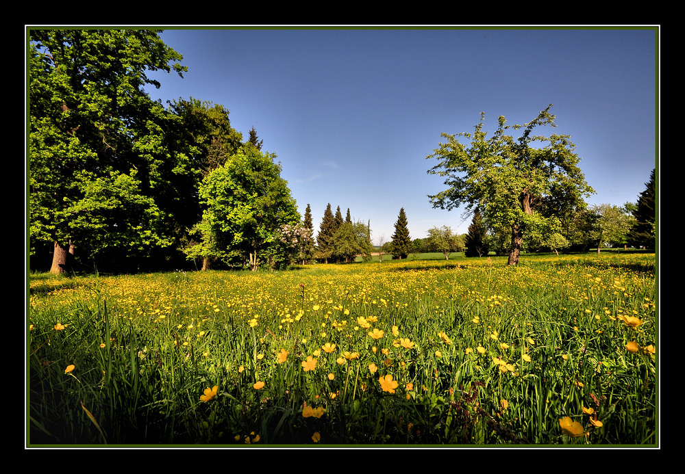 Streuobstwiese mit Butterblumen...............