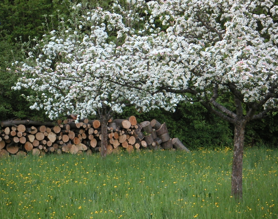 Streuobstwiese und Holz