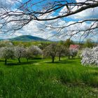 Streuobstwiese vor dem Löbauer Berg