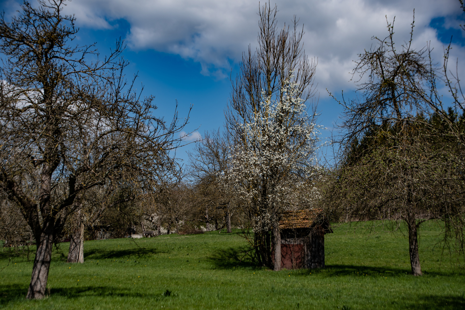 Streuobstwiesen