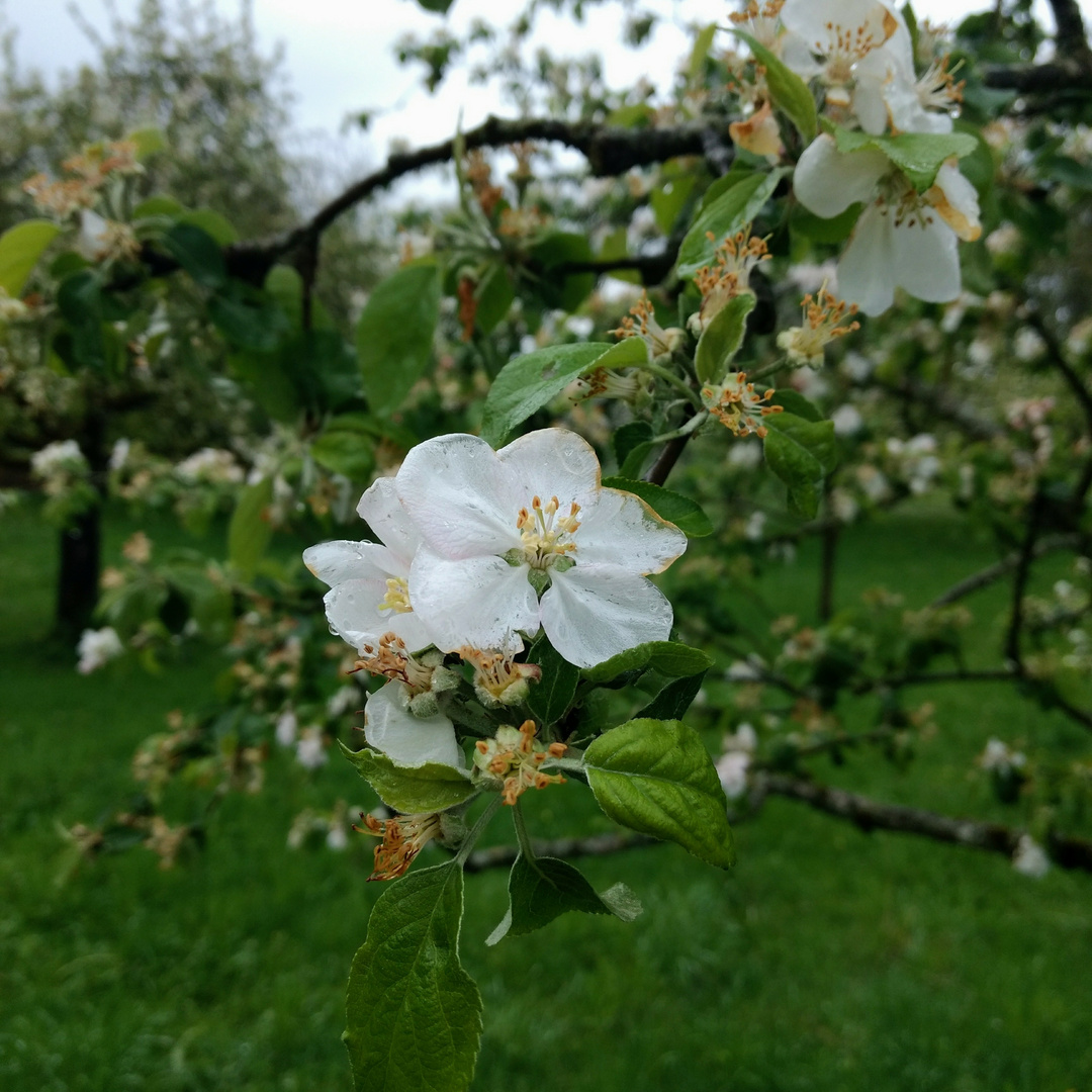 Streuobstwiesen 