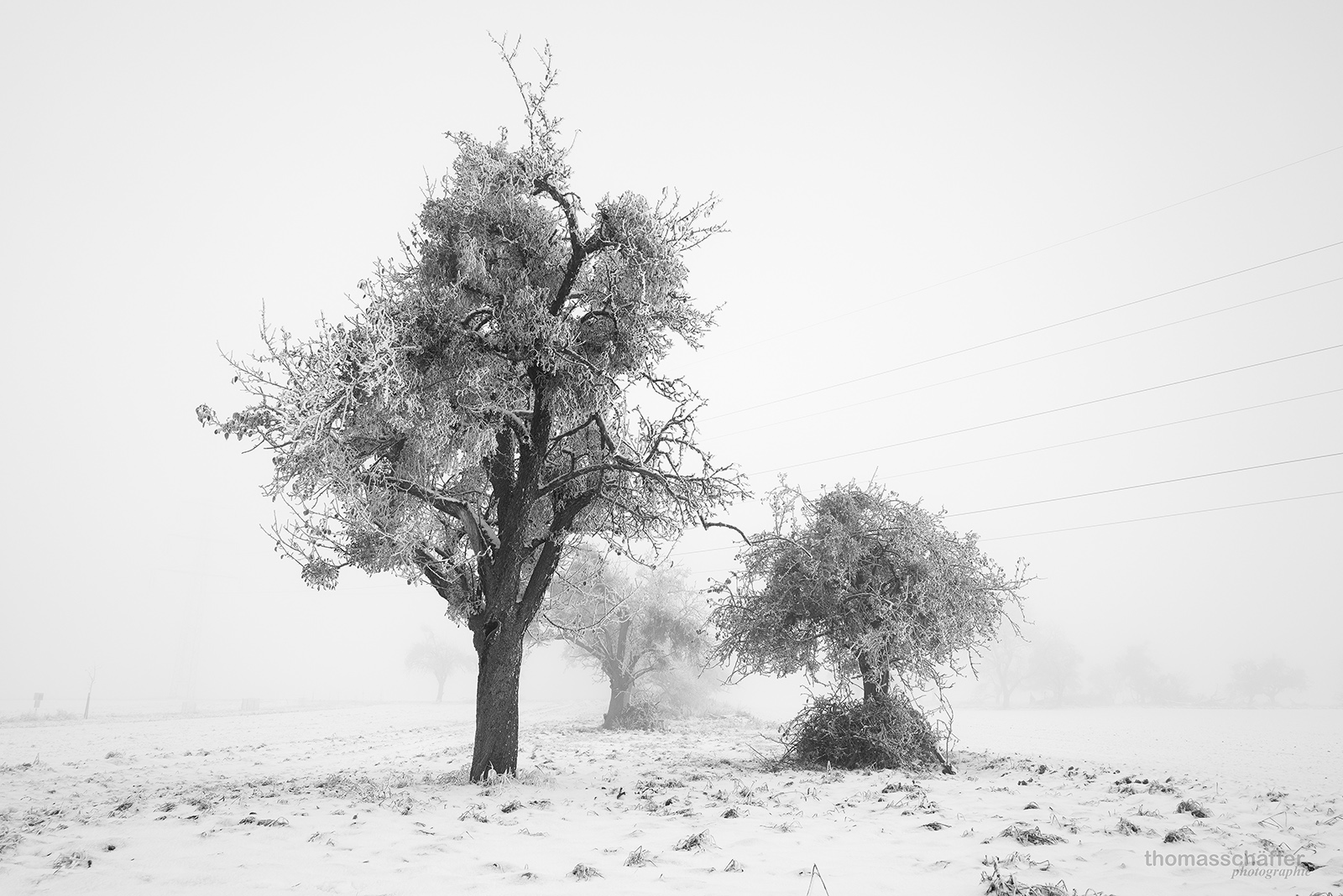 Streuobstwiesen bei -12 Grad... 