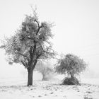 Streuobstwiesen bei -12 Grad... 