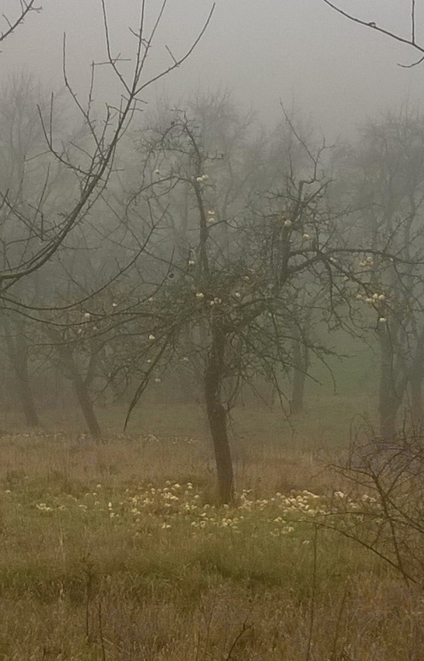 Streuobstwiesen