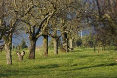 Streuobstwiesen das schwäbische Vogelparadies